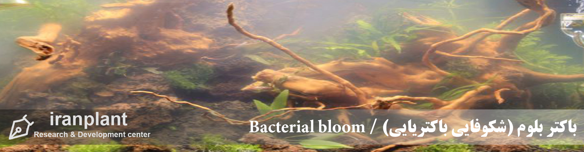 باکتر بلوم (شکوفایی باکتریایی) / Bacterial bloom