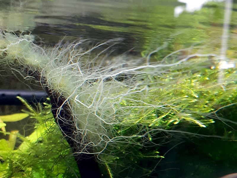 جلبک استاغورن Staghorn algae